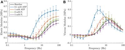 Analysis of metabolite and strain effects on cardiac cross-bridge dynamics using model linearisation techniques